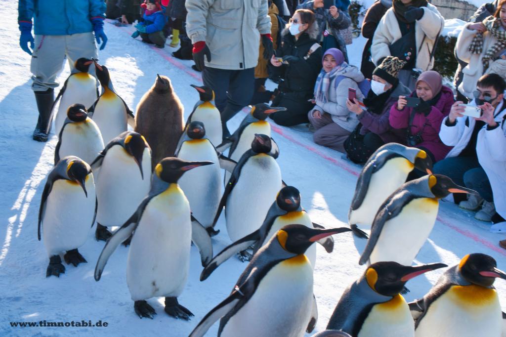 Pinguinspaziergang im Asahiyama Zoo