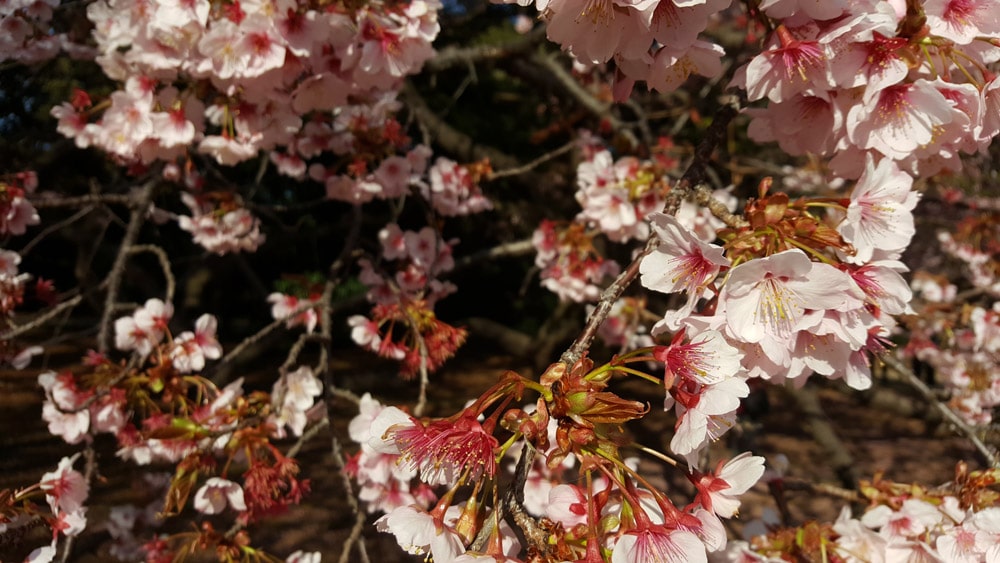 Kirschblüten in Japan im Frühling